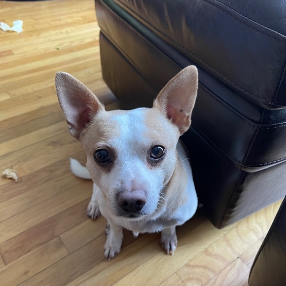 Meet your Posher, Tangy - Picture 1 of 1